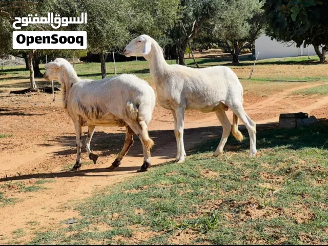 السلام عليكم