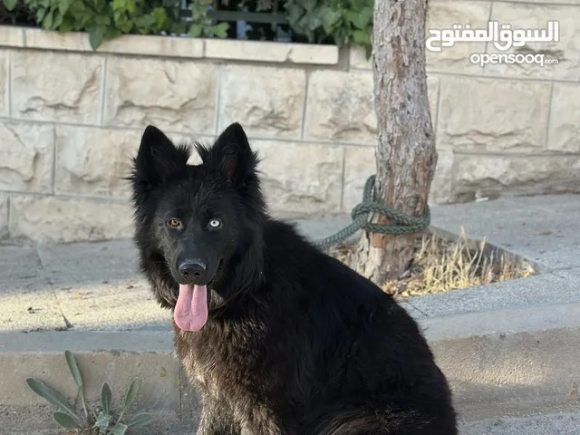 انثى جيرمن رويال بلاك female royal black german shepard 10 months