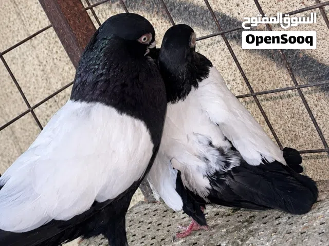 جوز مزاهير كتف بلاطه