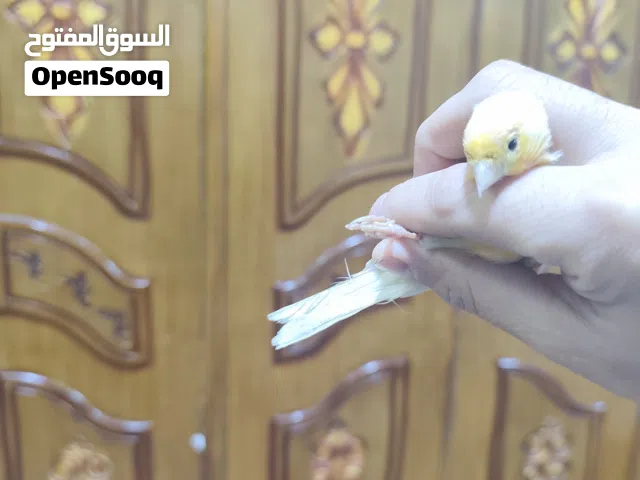 كناري فحل اقره الوصف