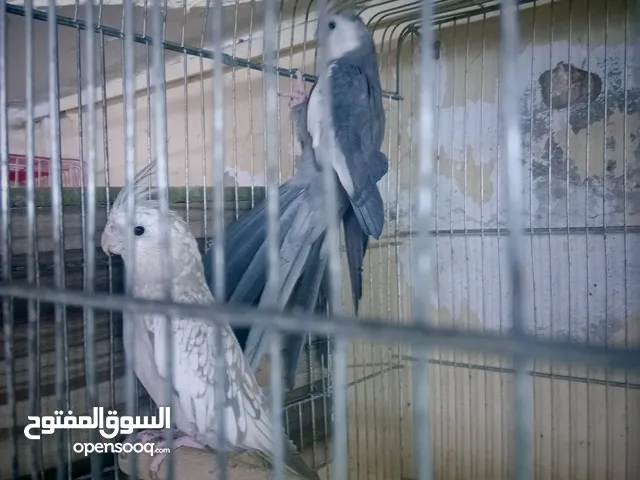 جوزين تبارك الرحمن نخب النخب حبات بالصلاة على النبي