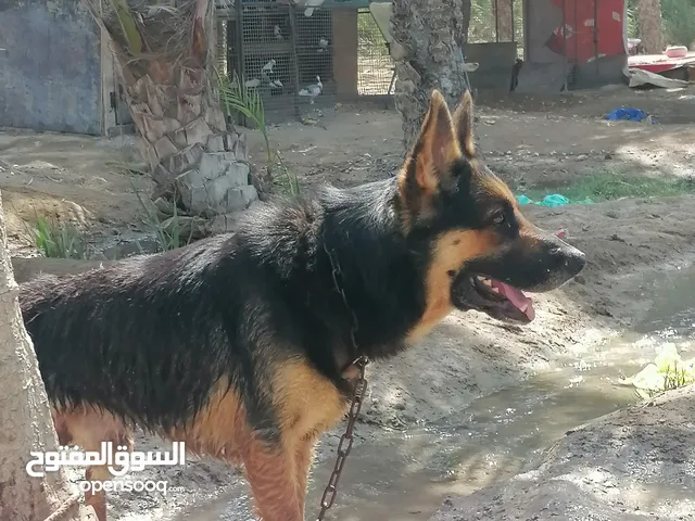 للبيع كلاب جيرمن و هاسكي