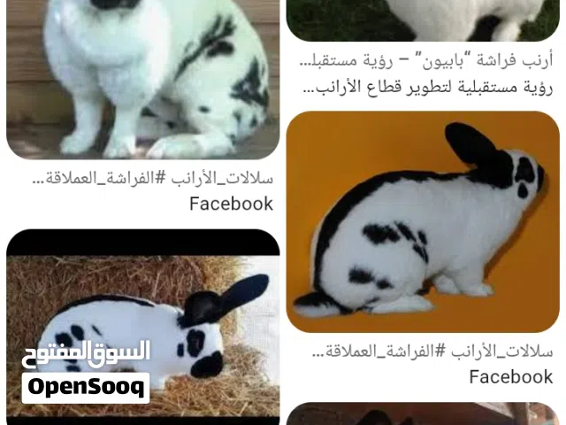 أبحث عن ارانب البابيون او الفرشه