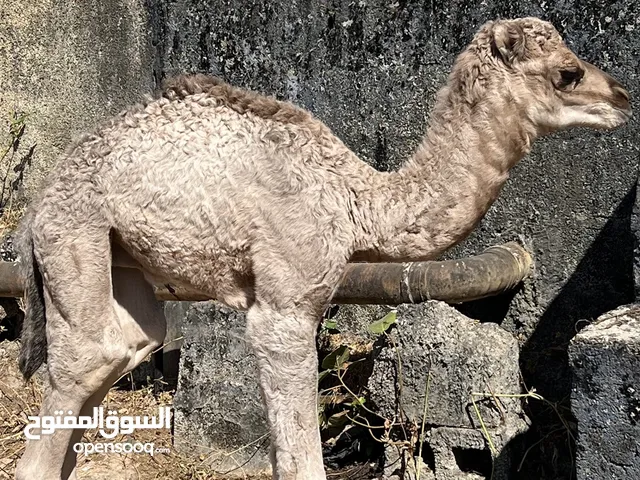 جعود للبيع حجم طيب .