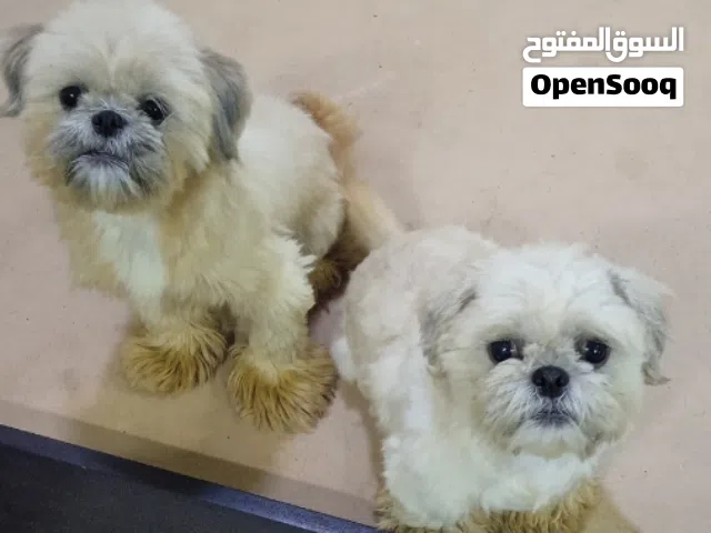 كلاب شيتزو