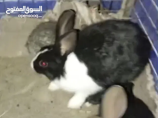 للبيع ارانب