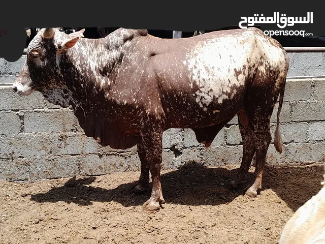 للبيع ثيران سمينه وراهيه العدد 2
