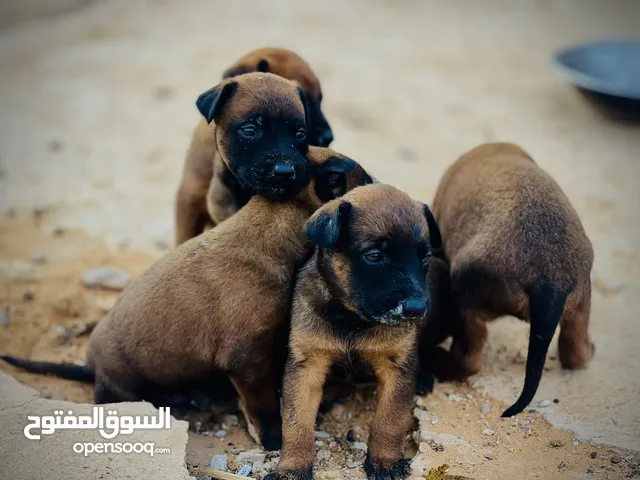 جراوي مالينوا في حالة ممتازة و درجة