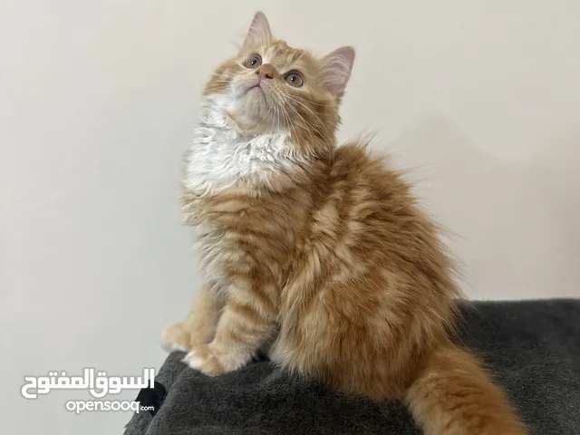 MALE PERSIAN KITTENS AVAILABLE (VACCINATED AND DEWORMED)