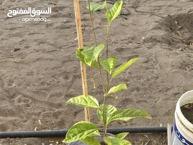 متوفر شتلات باشن فروت أحجام مختلفه