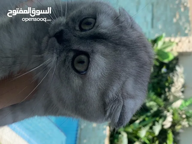 قطة سكوتش فولد للبيع