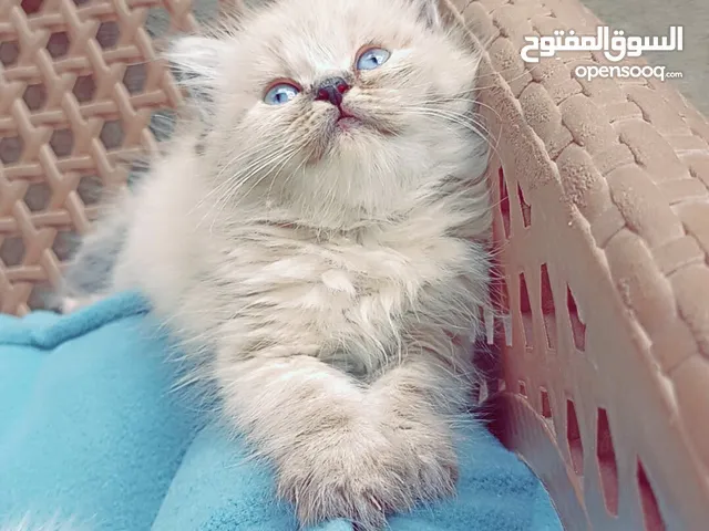 هيمالايا أنثى العمر شهرين المكان بنغازي