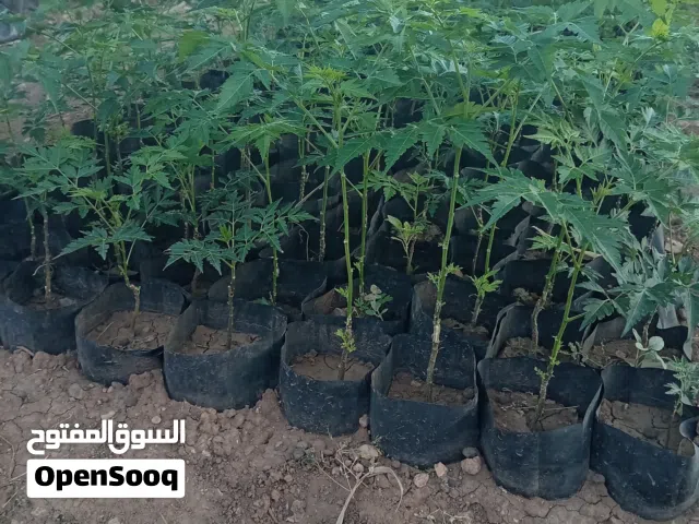 شتل شماشي إيطالي    +شتل سدر مصري تفاحي