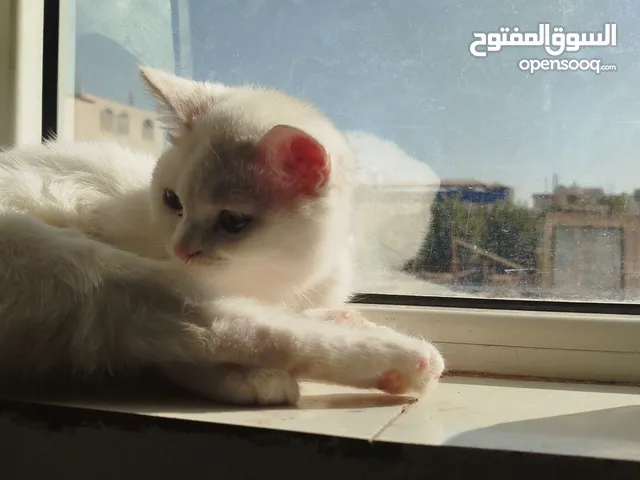 قطط شيرازي
