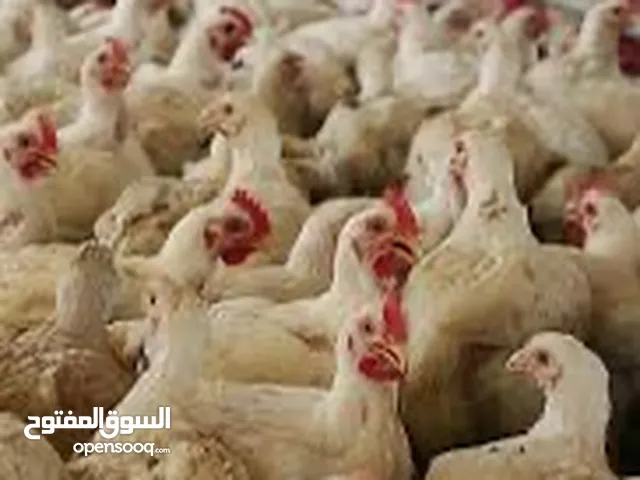 مشروع استثماري دجاج