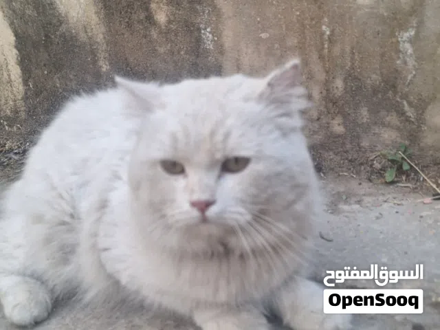 قطة شيرازية جميلة جدا للبيع