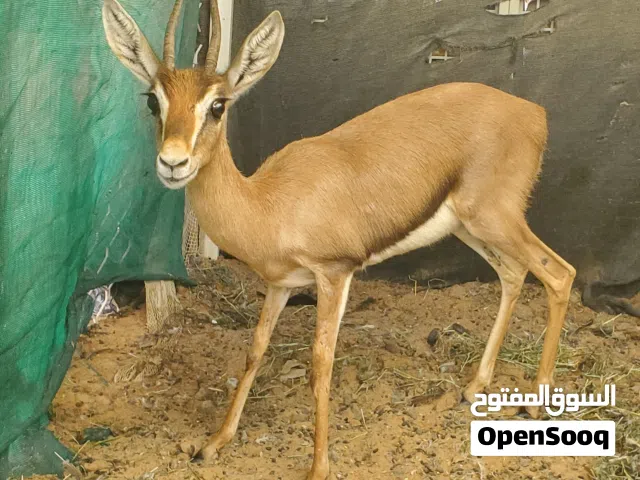 غزال انثي الدماني