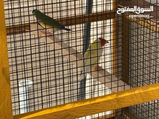 زوج جولدن فنش