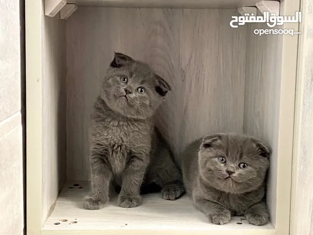قطط بريتش بيور شورت هير  إنتاج قوي وجميل وبصحة ممتازة British Pure Short Hair