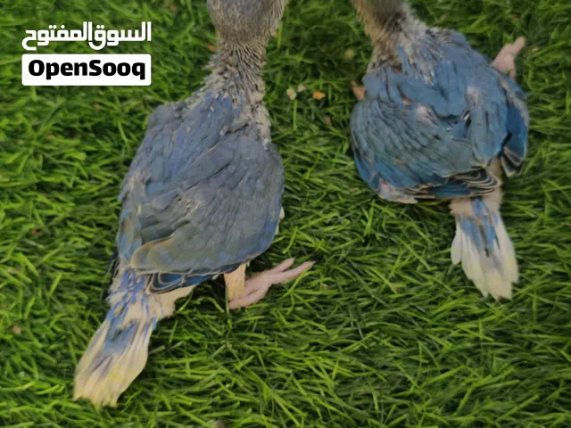فروخ دره فايلوت كلير