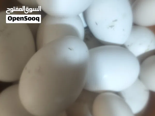 سلام عليكم يتوفر بيض وز الأبيض نقي مع بيض دجاج ابو ركيبه ورد بالكه واسود وعربي الاصلي