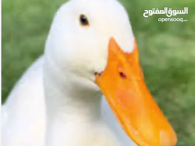 بط للبيع العدد 3 بصحه جيده حجم كبير جدا ما شاء الله