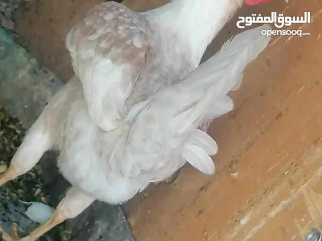 متاح دجاج عرب