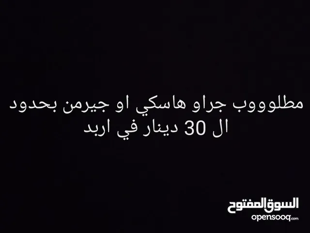 مطلوب جراو هاسكي او جيرمن بحدود ال 30 دينار في اربد