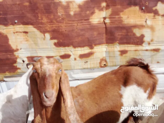 صخله للبيع أقره الوصف