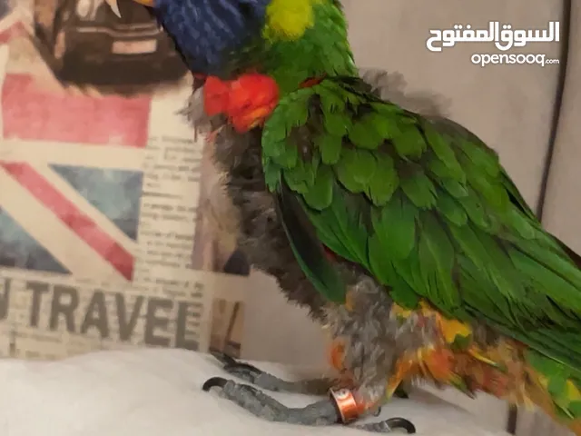 طير لوري رينبو