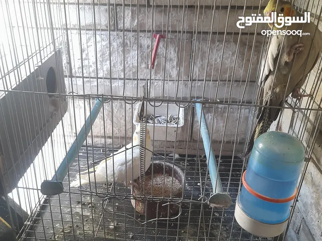 كوكتيل لاتيني