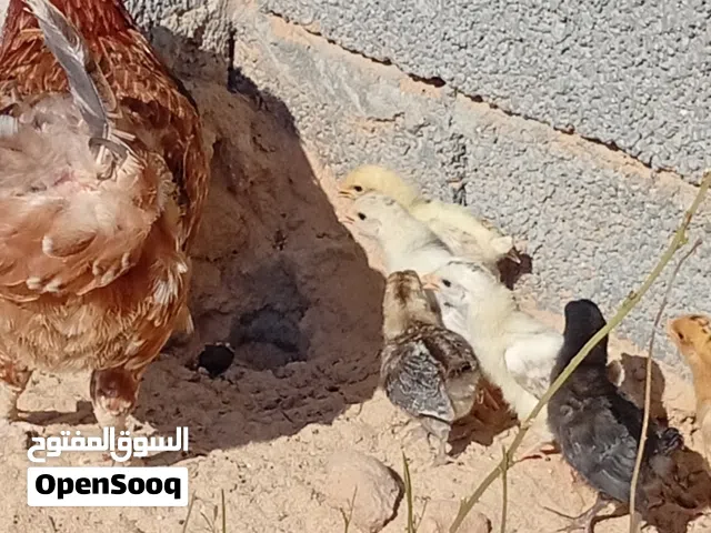 السلام عليكم متوفر دجاجة عربية درجة أولى تحتها 8افروخ اسماح عمر اسبوعين حاجة ربي يبارك