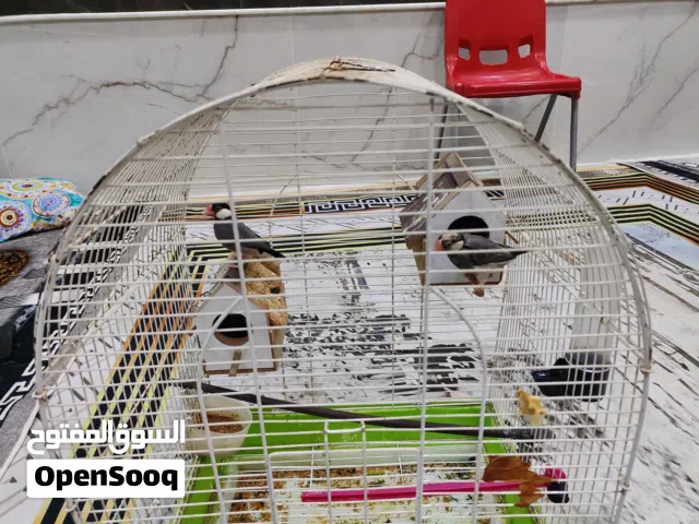 جاو زوج النثية واكع ريش من راسها نجف الأشرف حي النداء