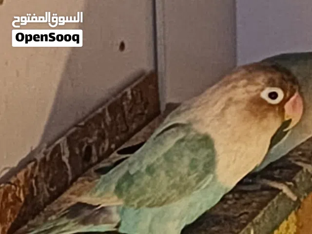 غندوره نثيه