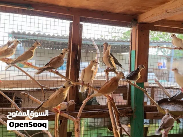 حمام بري او حقم شوف الوصف