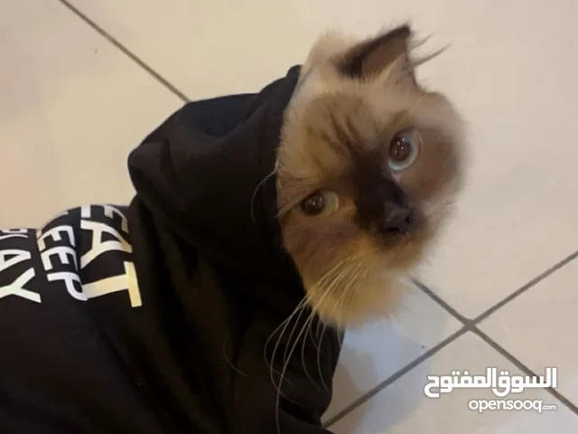 قطط للتبني اثنين إناث