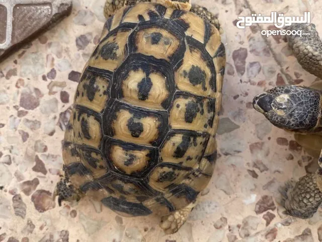 سلاحف النينج
