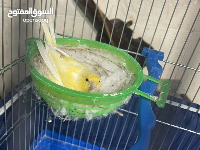 طيره لمونيه فل