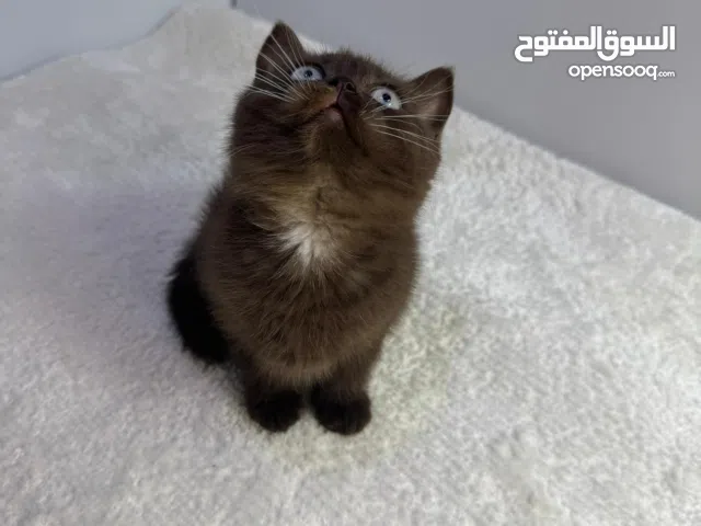 سينمون بلو ايز