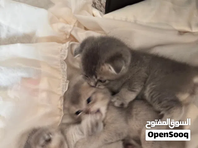 Scottish fold kittens