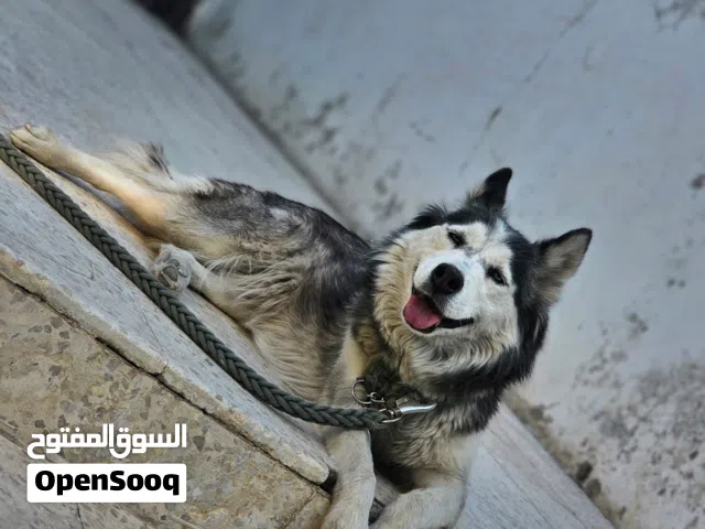 كلب هاسكي كلب بيت اليف جدا