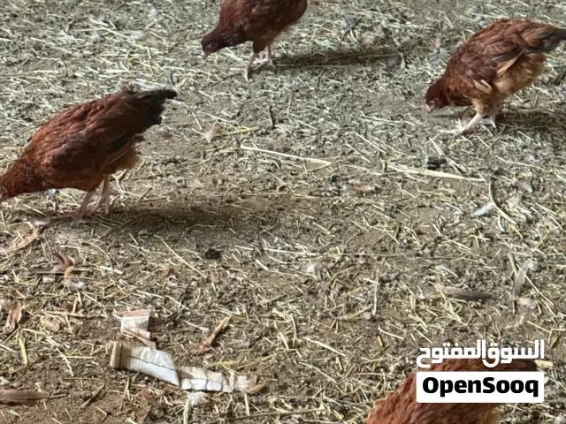دجاج فرنسي بيور و كوشن عملاق