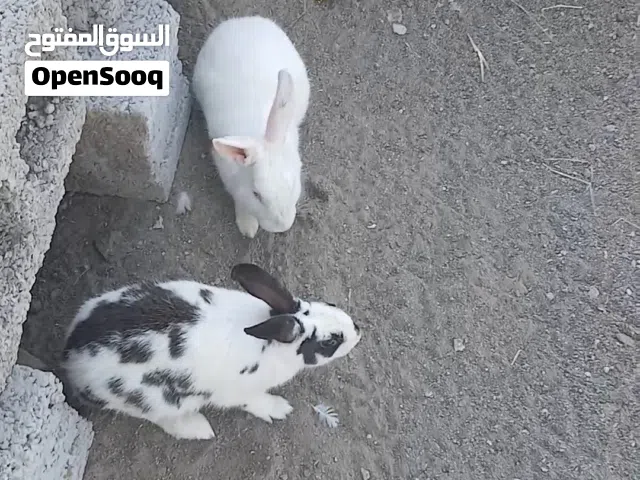 ارانب للبيع ذكور 3