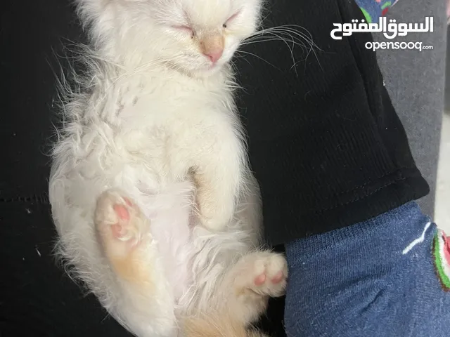 قطة للبيعع