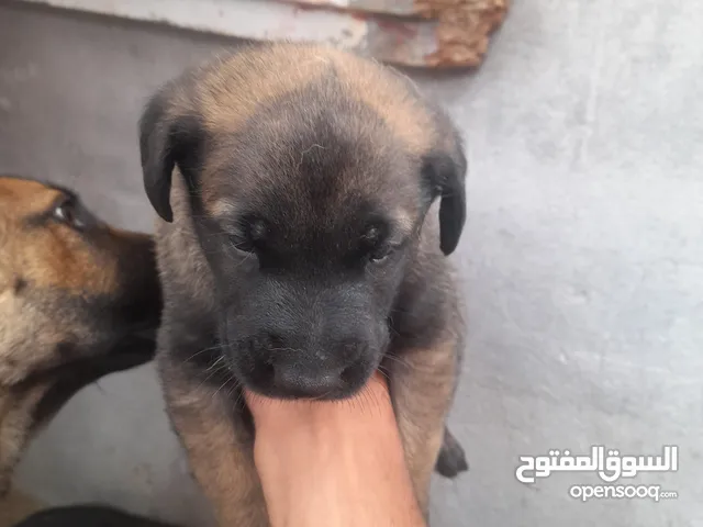 قنيطره قصبه مهديه قرب افريقيا