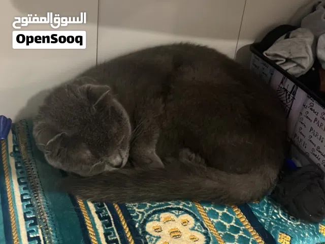 قط برتش لتبني
