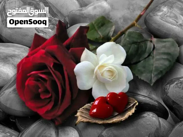 كلب بومرينيان ذكر بصحه جيده نظيف جدا