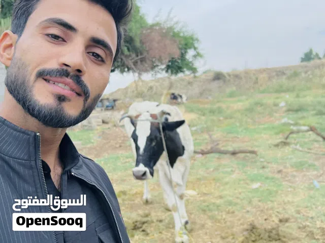 هايشه للبيع