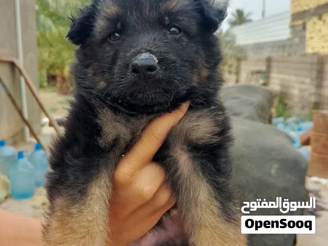 اقرا الوصف