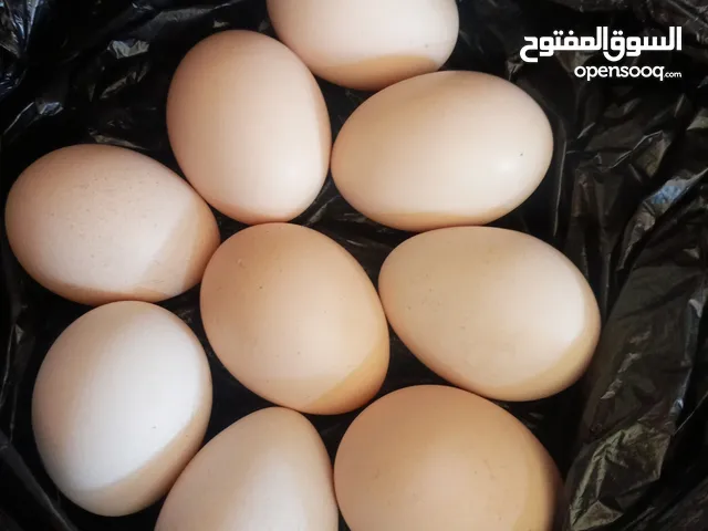 بيض دجاج عرب 25 بيض